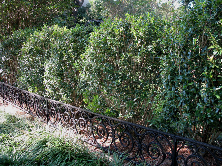 Online Plant Guide Ilex cornuta 'Needlepoint' / Needlepoint Holly